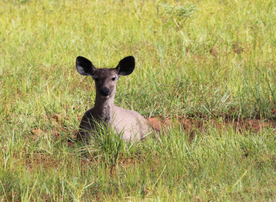 CERVID - DEER -  SAMBAR - YALA NATIONAL PARK SRI LANKA (4) - Copy.JPG