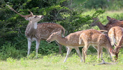 CERVID - DEER - SRI LANKA SPOTTED DEER - YALA NATIONAL PARK SRI LANKA (4) - Copy.JPG