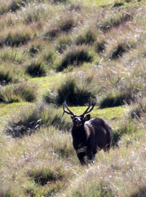 CERVID - SAMBAR - HORTON PLAINS NATIONAL PARK SRI LANKA (1) - Copy.JPG