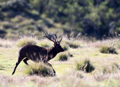 CERVID - SAMBAR - HORTON PLAINS NATIONAL PARK SRI LANKA (17) - Copy.JPG