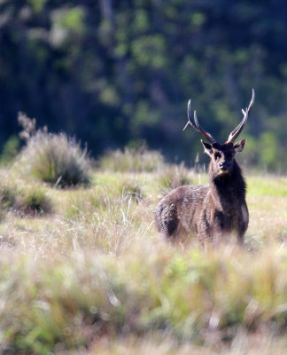 CERVID - SAMBAR - HORTON PLAINS NATIONAL PARK SRI LANKA (20).JPG