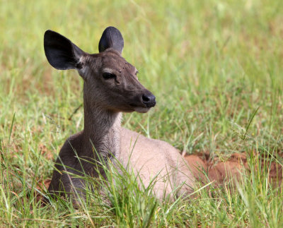 CERVID - SAMBAR - YALA NATIONAL PARK SRI LANKA (11) - Copy.JPG