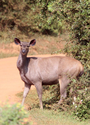 CERVID - SAMBAR - YALA NATIONAL PARK SRI LANKA (3) - Copy.JPG