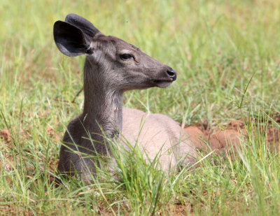 CERVID - SAMBAR - YALA NATIONAL PARK SRI LANKA (5).JPG