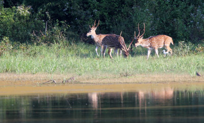 CERVID - SRI LANKA SPOTTED DEER - UDAWALAWA NATIONAL PARK SRI LANKA (13).JPG