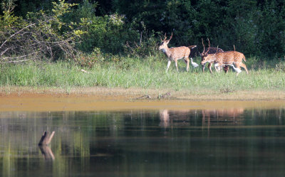 CERVID - SRI LANKA SPOTTED DEER - UDAWALAWA NATIONAL PARK SRI LANKA (16) - Copy.JPG