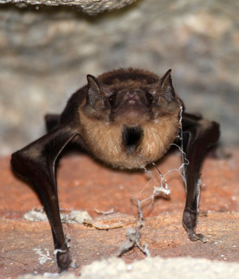 CHIROPTERA - BLACK-BEARDED TOMB BAT - SIRIGIYA FOREST AREA SRI LANKA (2) - Copy.JPG