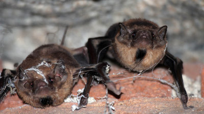 CHIROPTERA - BLACK-BEARDED TOMB BAT - SIRIGIYA FOREST AREA SRI LANKA (3) - Copy.JPG