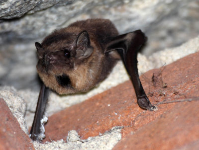 CHIROPTERA - BLACK-BEARDED TOMB BAT - SIRIGIYA FOREST AREA SRI LANKA (5) - Copy.JPG