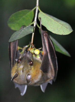 CHIROPTERA - FULVUS OR LESCHENAULT'S FRUIT BAT - YALA NATIONAL PARK SRI LANKA (1).JPG