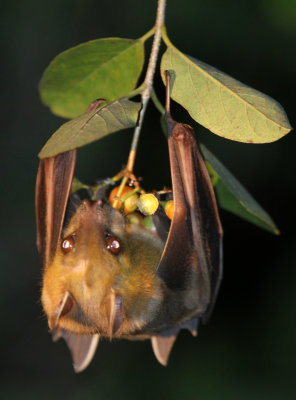 CHIROPTERA - FULVUS OR LESCHENAULT'S FRUIT BAT - YALA NATIONAL PARK SRI LANKA (3).JPG