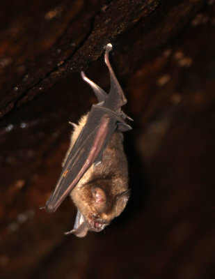 CHIROPTERA - IDENTIFICATION NEEDED - IN ROCKS OF SIRIGIYA FORTRESS - SIRIGIYA FOREST AREA SRI LANKA (1).JPG