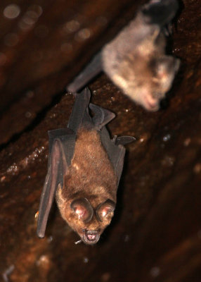 CHIROPTERA - IDENTIFICATION NEEDED - IN ROCKS OF SIRIGIYA FORTRESS - SIRIGIYA FOREST AREA SRI LANKA (9).JPG