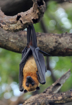 CHIROPTERA - INDIAN FLYING FOX - UDAWALAWA NATIONAL PARK SRI LANKA (27).JPG