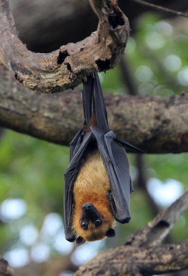 CHIROPTERA - INDIAN FLYING FOX - UDAWALAWA NATIONAL PARK SRI LANKA (28).JPG