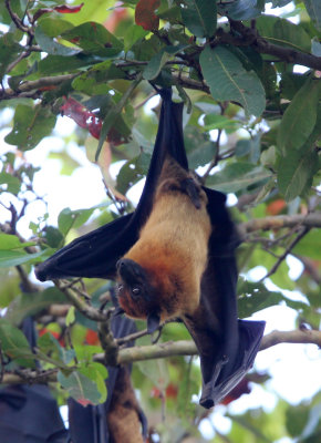 CHIROPTERA - INDIAN FLYING FOX - UDAWALAWA NATIONAL PARK SRI LANKA (4).JPG