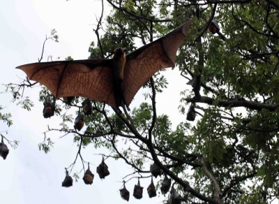 CHIROPTERA - INDIAN FLYING FOX - UDAWALAWA NATIONAL PARK SRI LANKA - PHOTO BY SOM SMITH (23).JPG