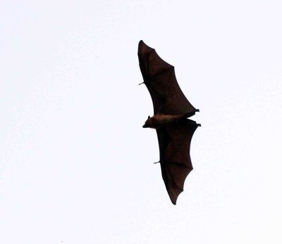 CHIROPTERA - INDIAN FLYING FOX - UDAWALAWA NATIONAL PARK SRI LANKA - PHOTO BY SOM SMITH (8).JPG