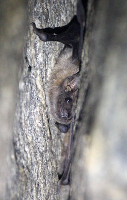 CHIROPTERA - LONG-ARMED TOMB BAT - SIRIGIYA FOREST AREA SRI LANKA (12).JPG