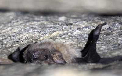 CHIROPTERA - LONG-ARMED TOMB BAT - SIRIGIYA FOREST AREA SRI LANKA (3).JPG