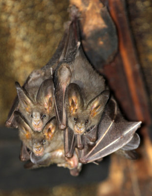 CHIROPTERA - LONG-EARED FALSE VAMPIRE BAT - UDAWALAWA NATIONAL PARK SRI LANKA (5).JPG