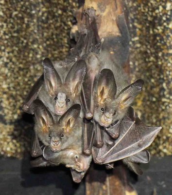 CHIROPTERA - LONG-EARED FALSE VAMPIRE BAT - UDAWALAWA NATIONAL PARK SRI LANKA - PHOTO BY SOM SMITH (3).JPG