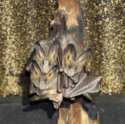 CHIROPTERA - LONG-EARED FALSE VAMPIRE BAT - UDAWALAWA NATIONAL PARK SRI LANKA - PHOTO BY SOM SMITH (5).JPG