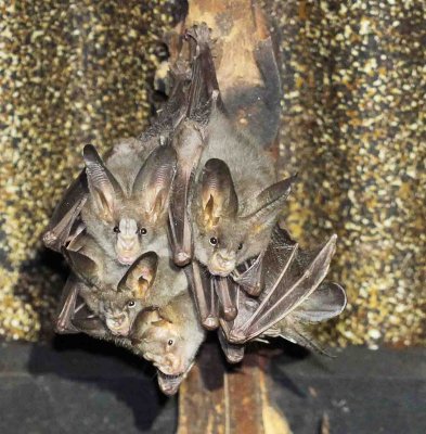 CHIROPTERA - LONG-EARED FALSE VAMPIRE BAT - UDAWALAWA NATIONAL PARK SRI LANKA - PHOTO BY SOM SMITH (9).JPG