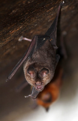 CHIROPTERA - NEEDS IDENTIFICATION - SIRIGIYA FOREST AREA SRI LANKA (15).JPG