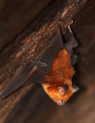 CHIROPTERA - NEEDS IDENTIFICATION - SIRIGIYA FOREST AREA SRI LANKA (16).JPG