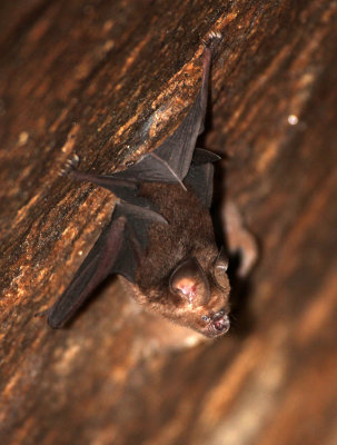 CHIROPTERA - NEEDS IDENTIFICATION - SIRIGIYA FOREST AREA SRI LANKA (17).JPG