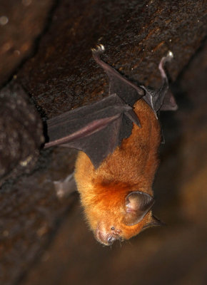 CHIROPTERA - NEEDS IDENTIFICATION - SIRIGIYA FOREST AREA SRI LANKA (8).JPG