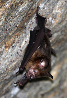 CHIROPTERA - SCHNEIDER'S LEAF-NOSED BAT (OR CANTORS) - SIRIGIYA FOREST AREA SRI LANKA (2).JPG