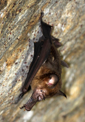 CHIROPTERA - SCHNEIDER'S LEAF-NOSED BAT (OR CANTORS) - SIRIGIYA FOREST AREA SRI LANKA (6).JPG