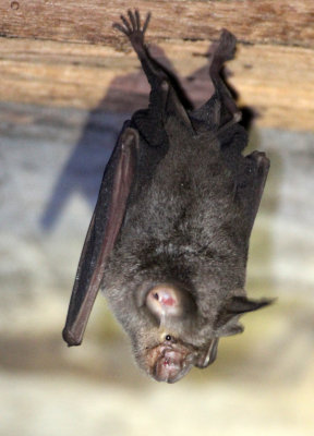 CHIROPTERA - WOOLLY HORSESHOE BAT - SIRIGIYA FOREST AREA SRI LANKA (9).JPG