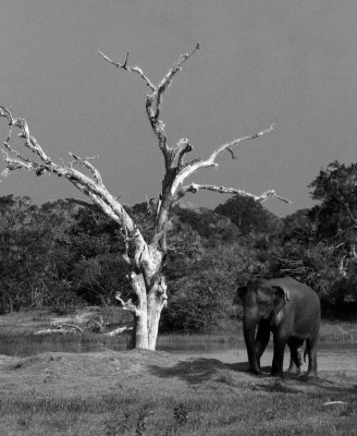 ELEPHANT - SRI LANKA ASIAN ELEPHANT - YALA NATIONAL PARK SRI LANKA (18).JPG