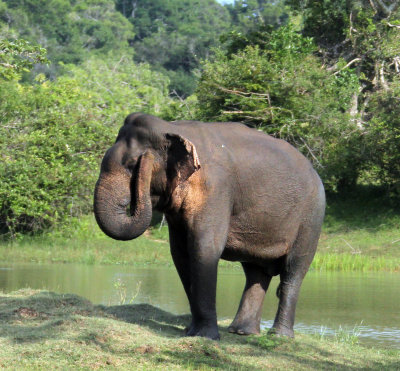 ELEPHANT - SRI LANKA ASIAN ELEPHANT - YALA NATIONAL PARK SRI LANKA (27).JPG