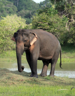 ELEPHANT - SRI LANKA ASIAN ELEPHANT - YALA NATIONAL PARK SRI LANKA (30).JPG