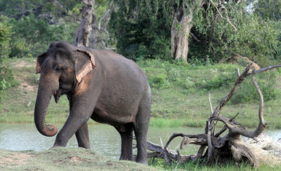 ELEPHANT - SRI LANKA ASIAN ELEPHANT - YALA NATIONAL PARK SRI LANKA (35).JPG