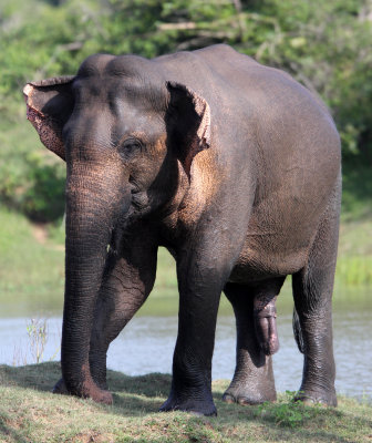 ELEPHANT - SRI LANKA ASIAN ELEPHANT - YALA NATIONAL PARK SRI LANKA (59).JPG