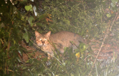 FELID - JUNGLE CAT HYBRID - SIRIGIYA FOREST AREA SRI LANKA (3).JPG