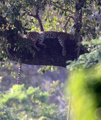 FELID - SRI LANKA N LEOPARD - YALA NATIONAL PARK SRI LANKA (14).JPG