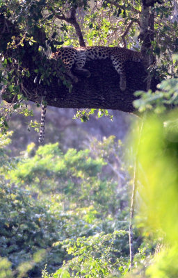 FELID - SRI LANKA N LEOPARD - YALA NATIONAL PARK SRI LANKA (29).JPG