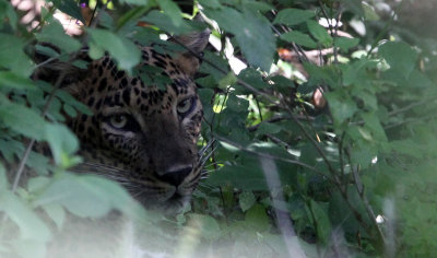 FELID - SRI LANKA N LEOPARD - YALA NATIONAL PARK SRI LANKA (51).JPG