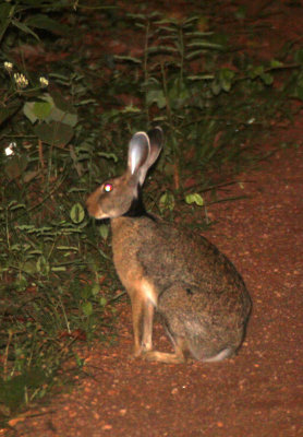 LAGOMORPH - BLACK-NAPED HARE - SIRIGIYA FOREST AREA SRI LANKA  (3).JPG