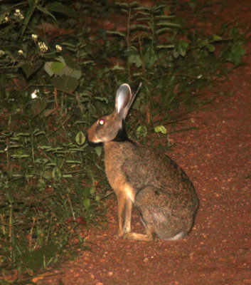 LAGOMORPH - BLACK-NAPED HARE - SIRIGIYA FOREST AREA SRI LANKA  (4).JPG