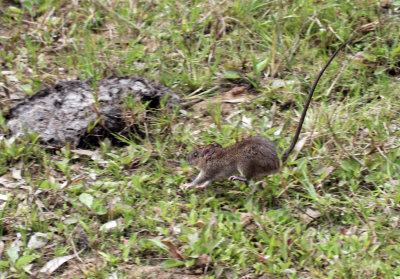 RODENT - COMMON SRI LANKA HOUSE RAT - RATTUS RATTUS KANDIANUS - NUWARA ELIYA, HORTON PLAINS SRI LANKA (14).JPG