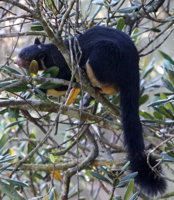 RODENT - SQUIRREL - INTERMEDIATE ZONE SRI LANKA GIANT SQUIRREL - SINGHARAJA NATIONAL PARK SRI LANKA (109).JPG