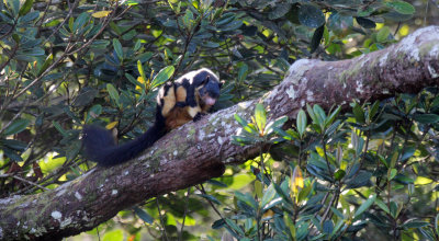 RODENT - SQUIRREL - INTERMEDIATE ZONE SRI LANKA GIANT SQUIRREL - SINGHARAJA NATIONAL PARK SRI LANKA (25).JPG