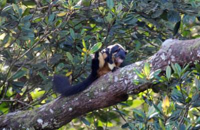 RODENT - SQUIRREL - INTERMEDIATE ZONE SRI LANKA GIANT SQUIRREL - SINGHARAJA NATIONAL PARK SRI LANKA (26).JPG